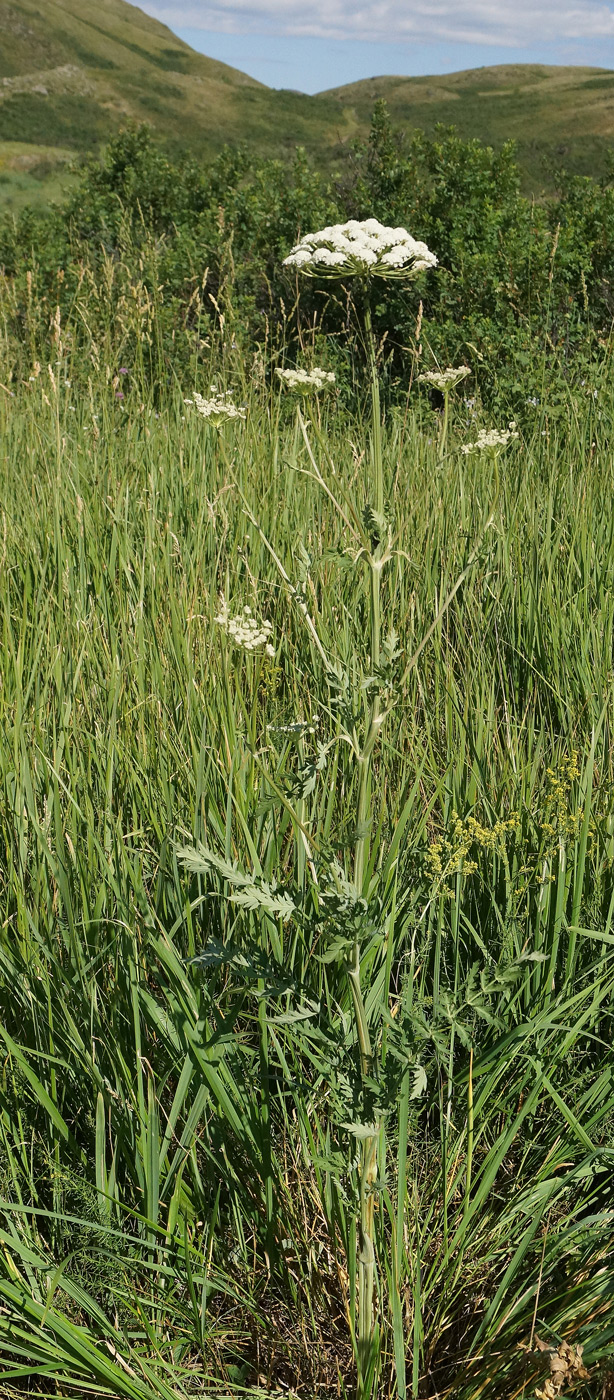 Image of Seseli libanotis specimen.