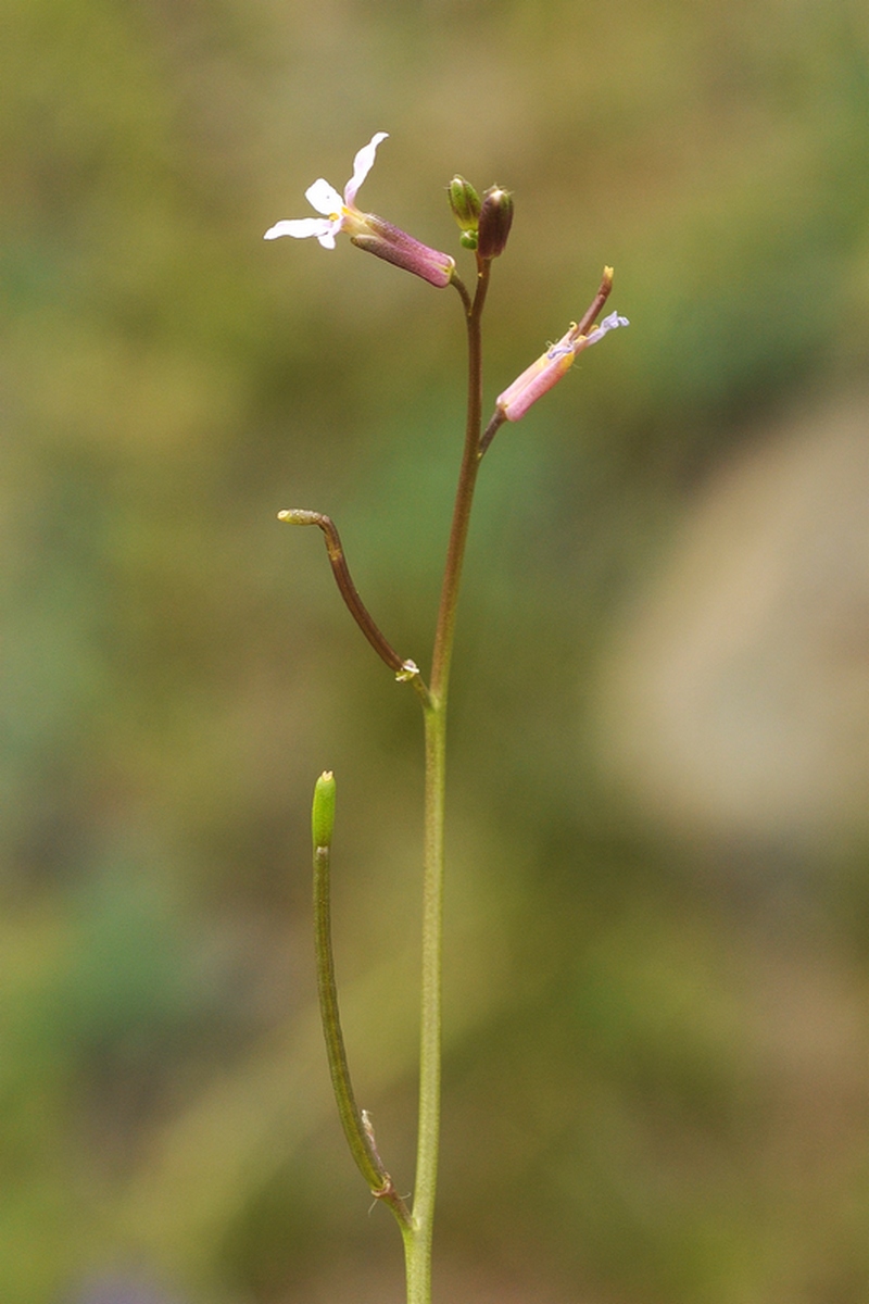 Image of Diptychocarpus strictus specimen.