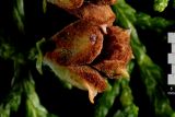 Смотреть изображение Thuja sutchuenensis