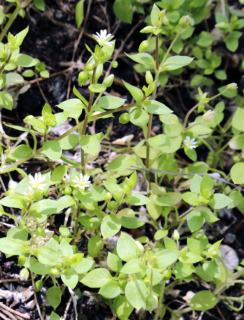 Image of Stellaria media specimen.