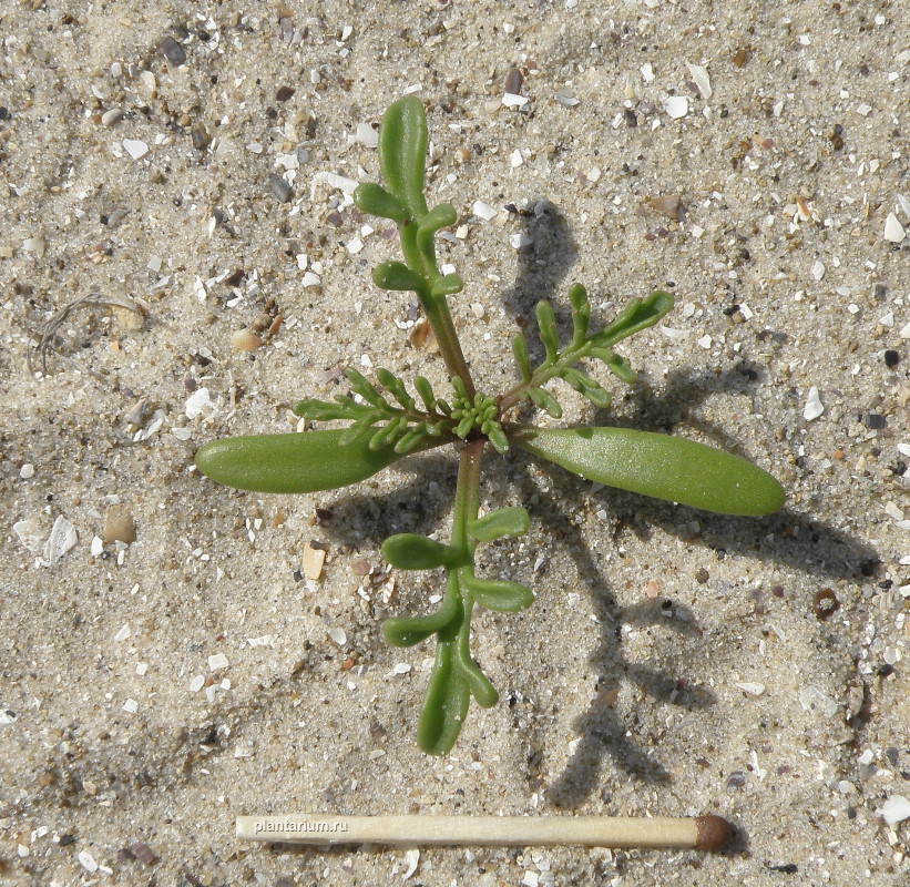 Image of Cakile euxina specimen.