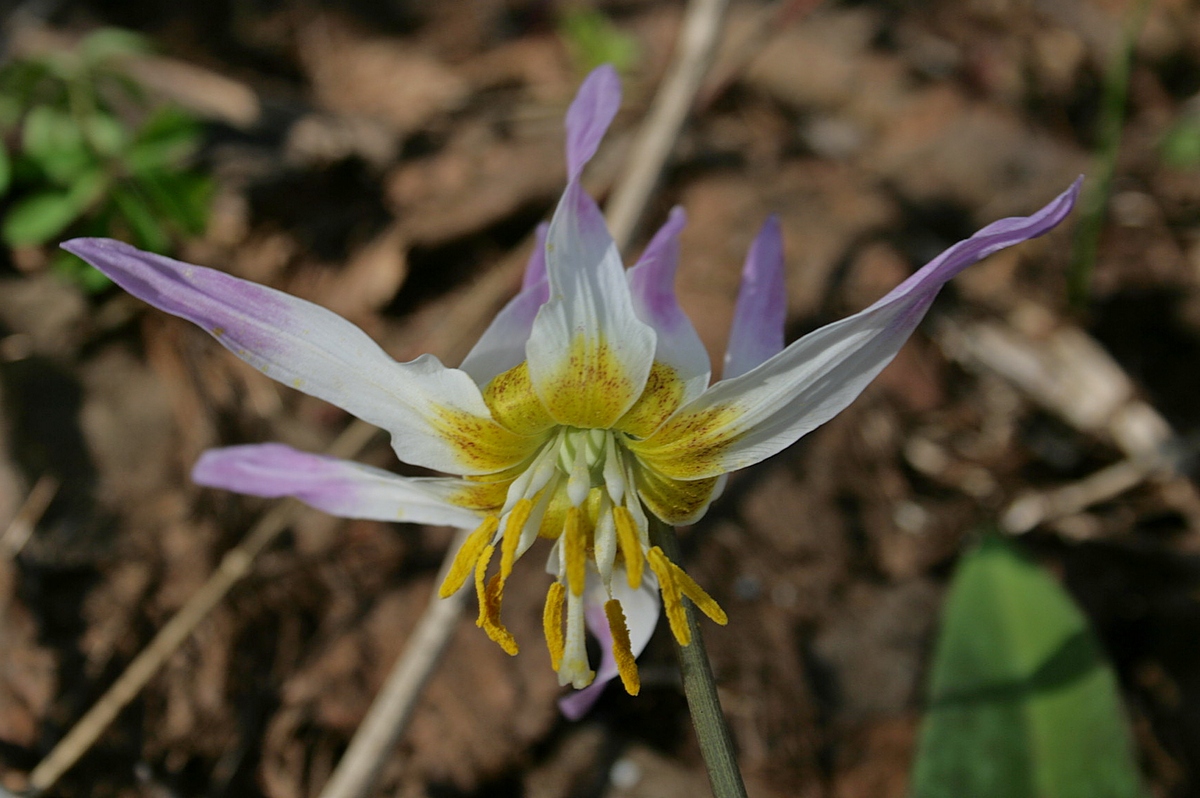 Изображение особи Erythronium sibiricum.