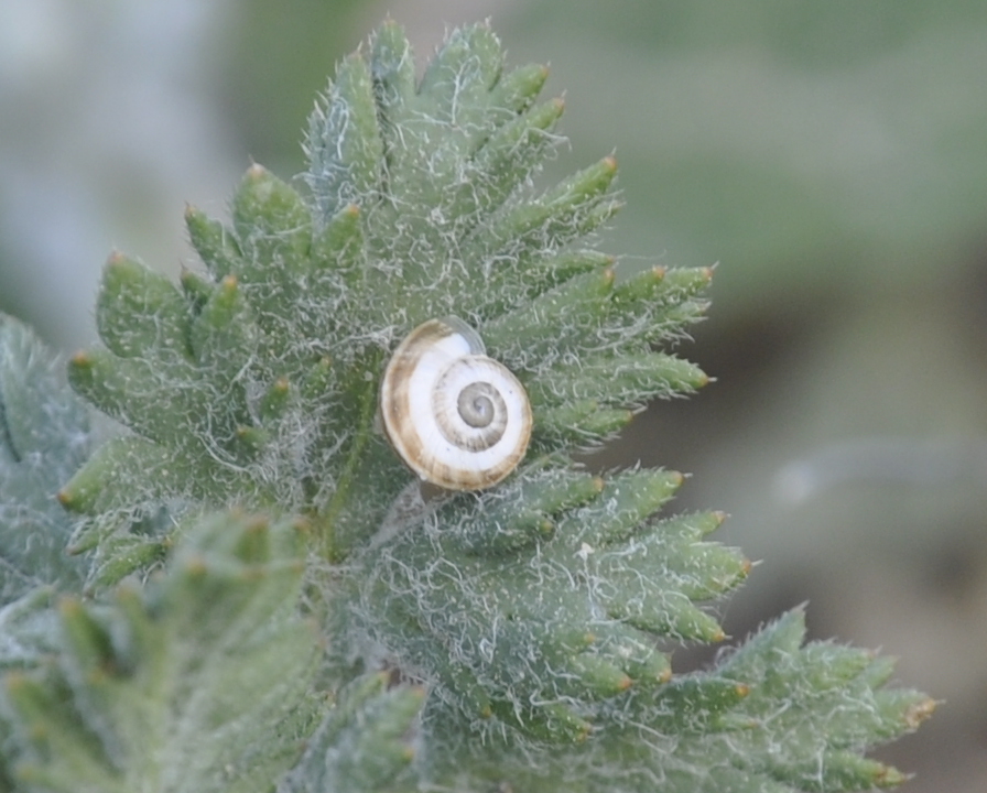 Image of genus Papaver specimen.