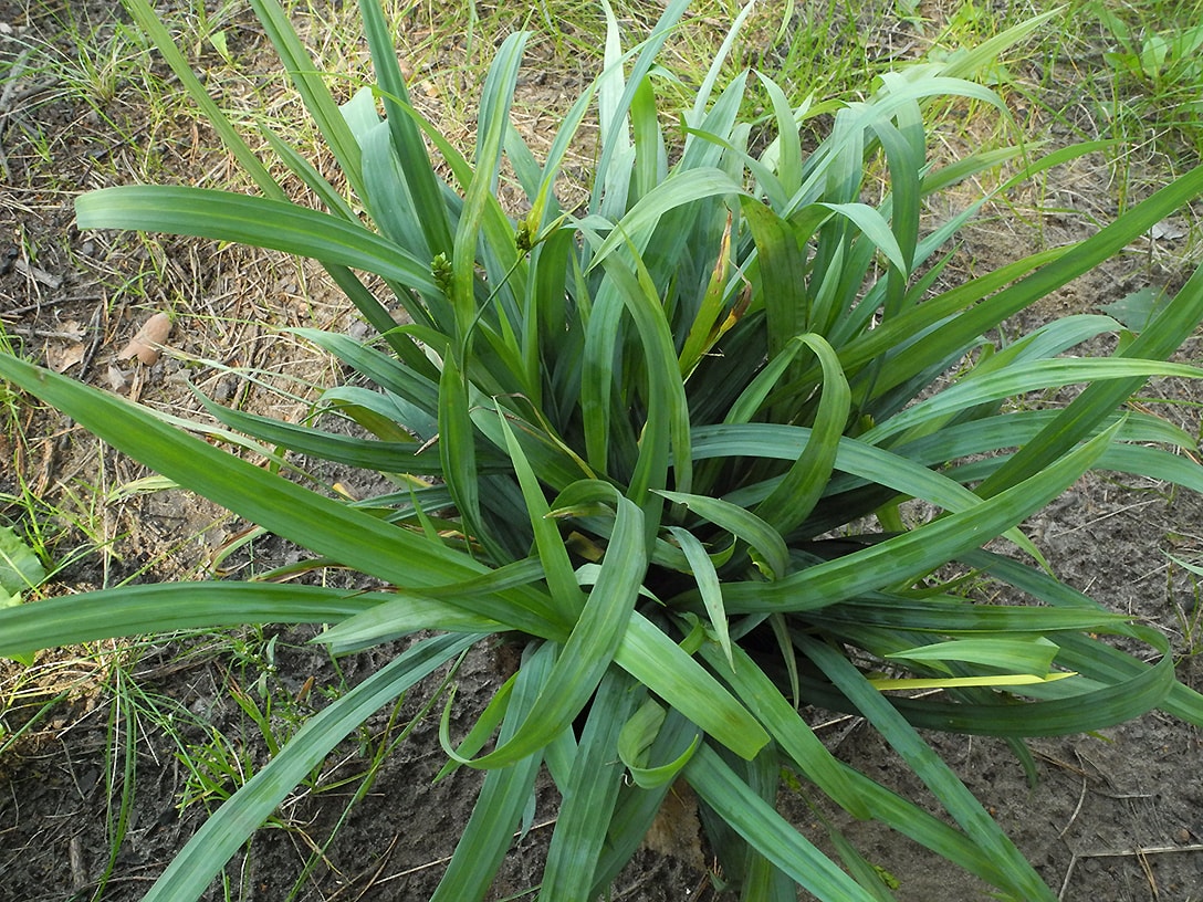 Image of Carex laxiculmis specimen.