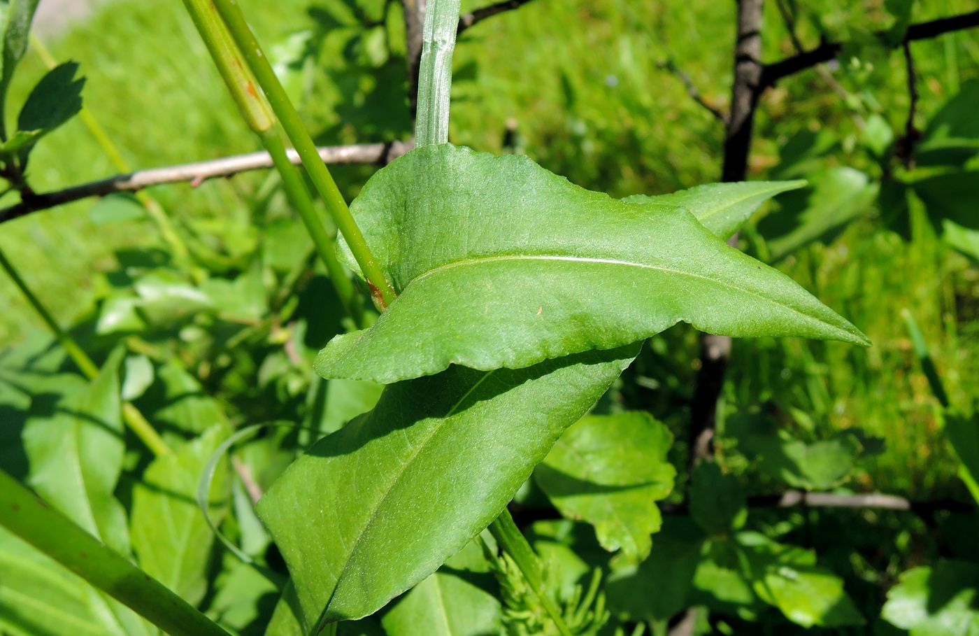 Image of Bistorta officinalis specimen.