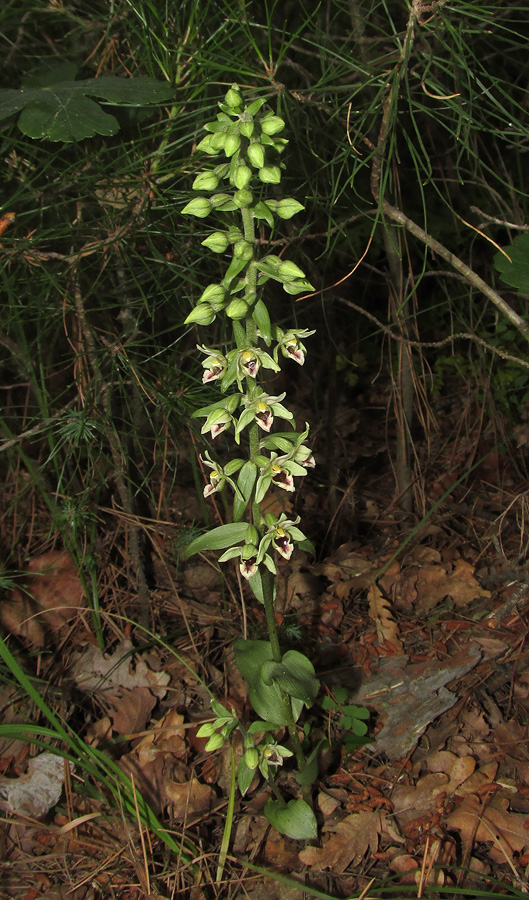 Изображение особи Epipactis condensata.