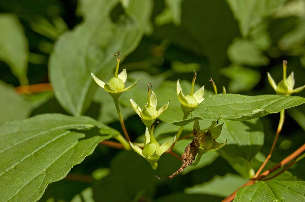 Image of Philadelphus coronarius specimen.