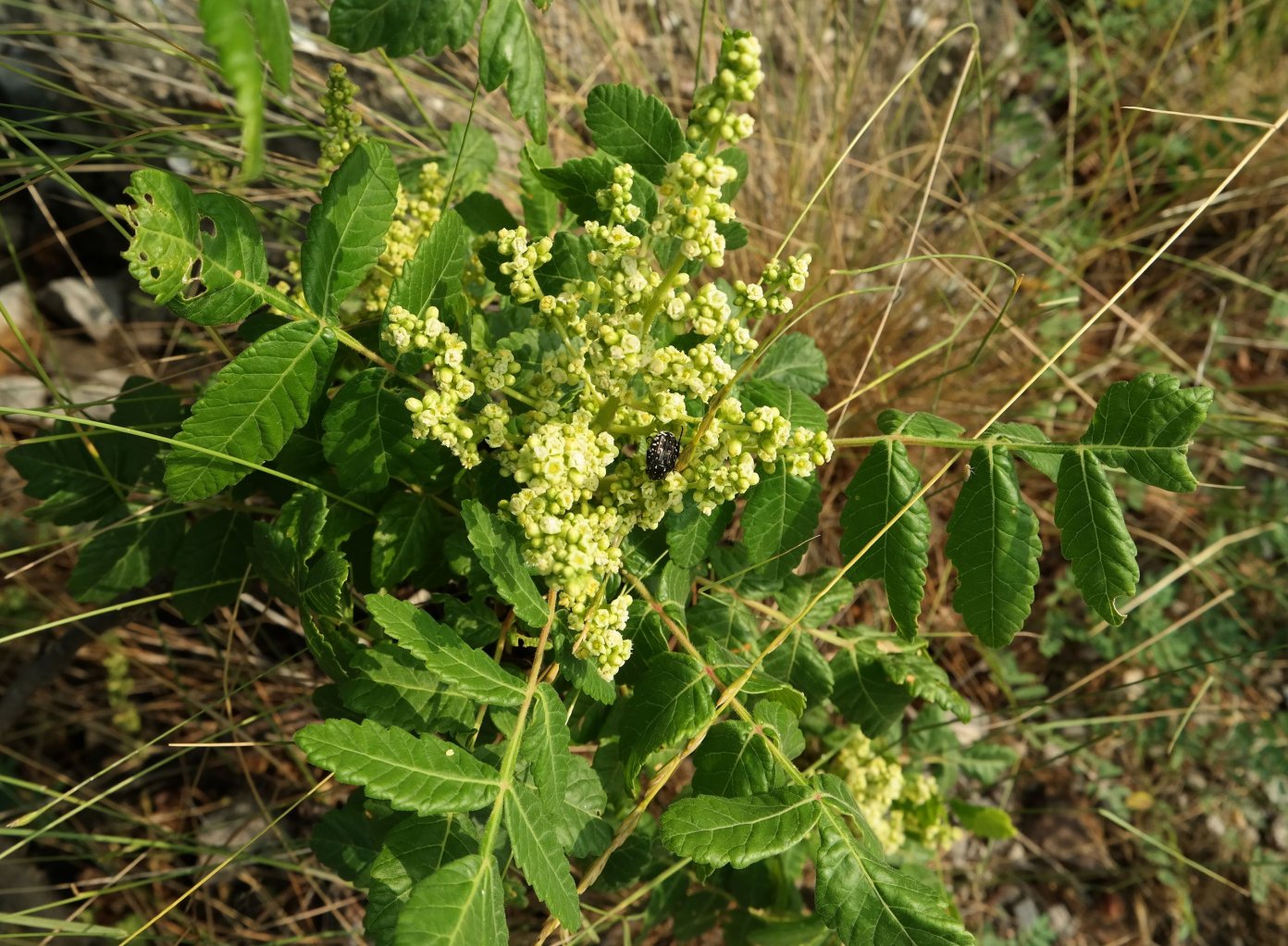 Image of Rhus coriaria specimen.