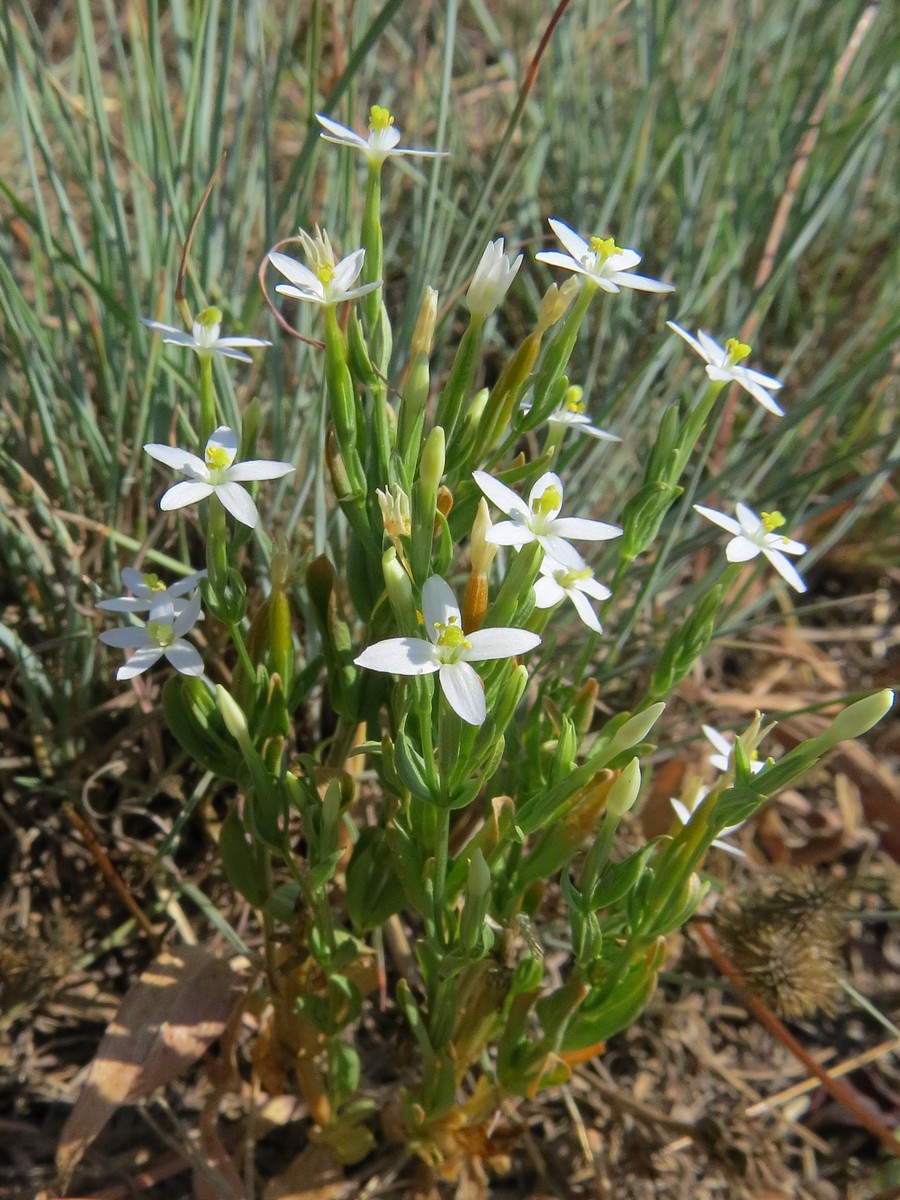 Изображение особи род Centaurium.