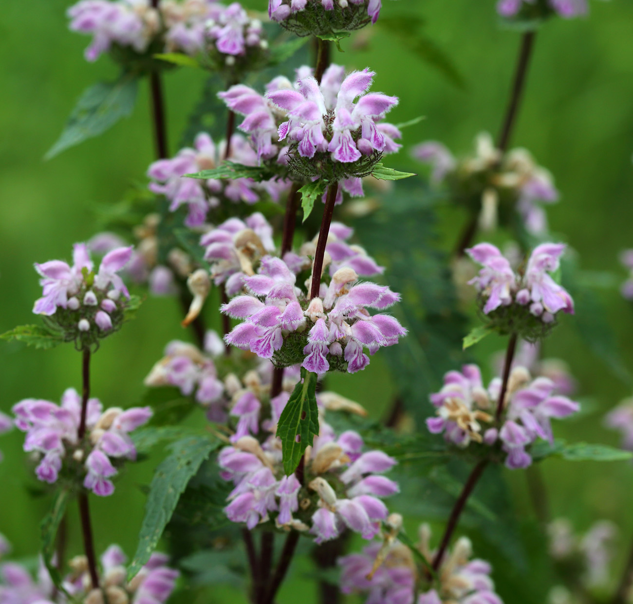 Image of Phlomoides tuberosa specimen.