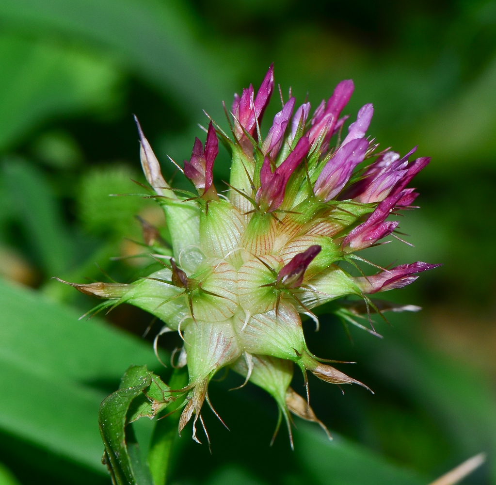 Image of Trifolium spumosum specimen.