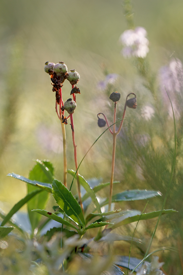 Изображение особи Chimaphila umbellata.