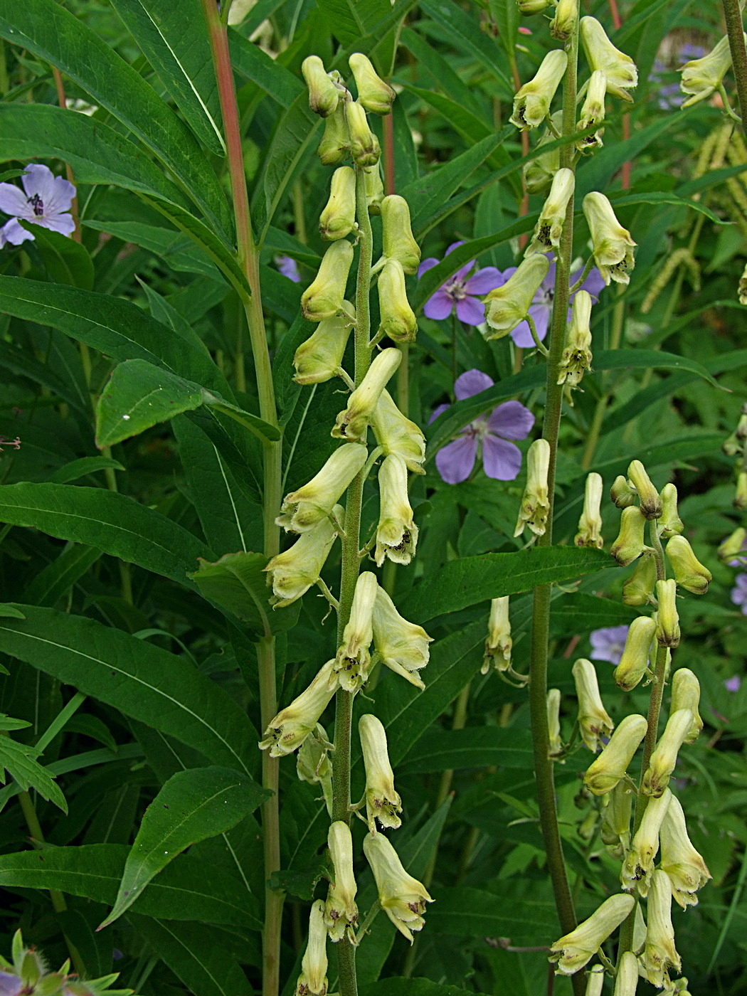 Изображение особи Aconitum ajanense.