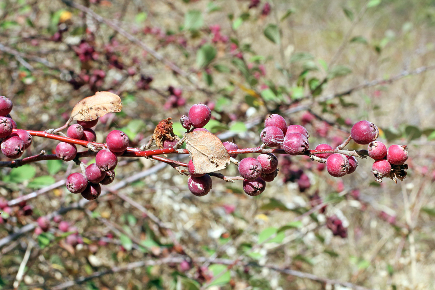 Изображение особи Cotoneaster hissaricus.