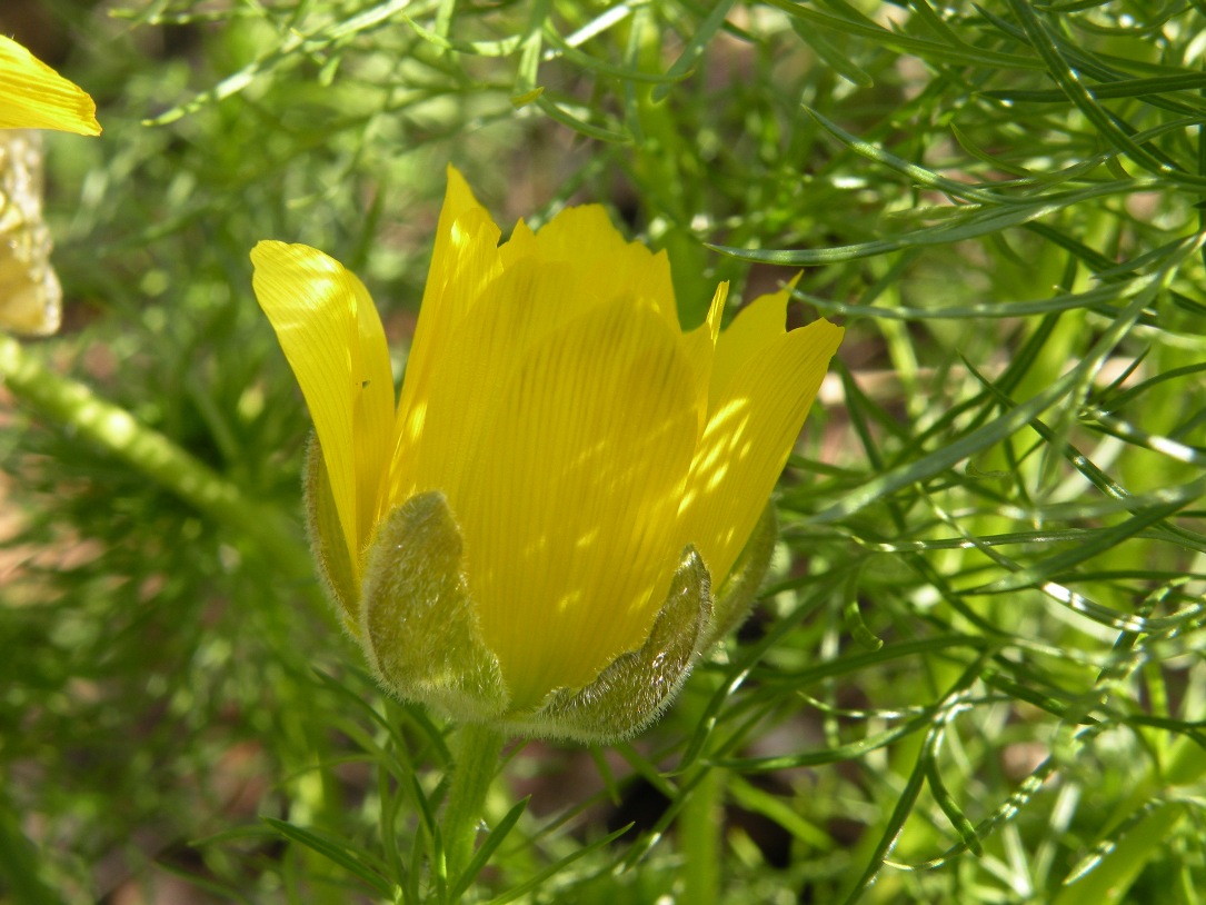 Изображение особи Adonis vernalis.