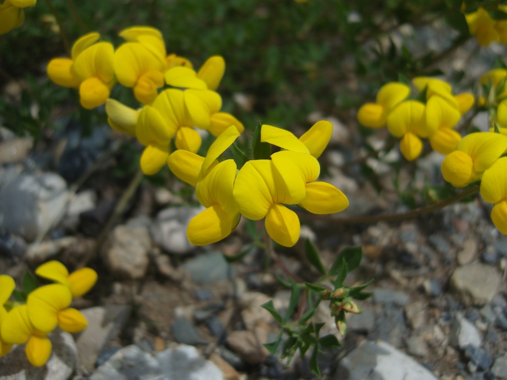 Image of Lotus caucasicus specimen.