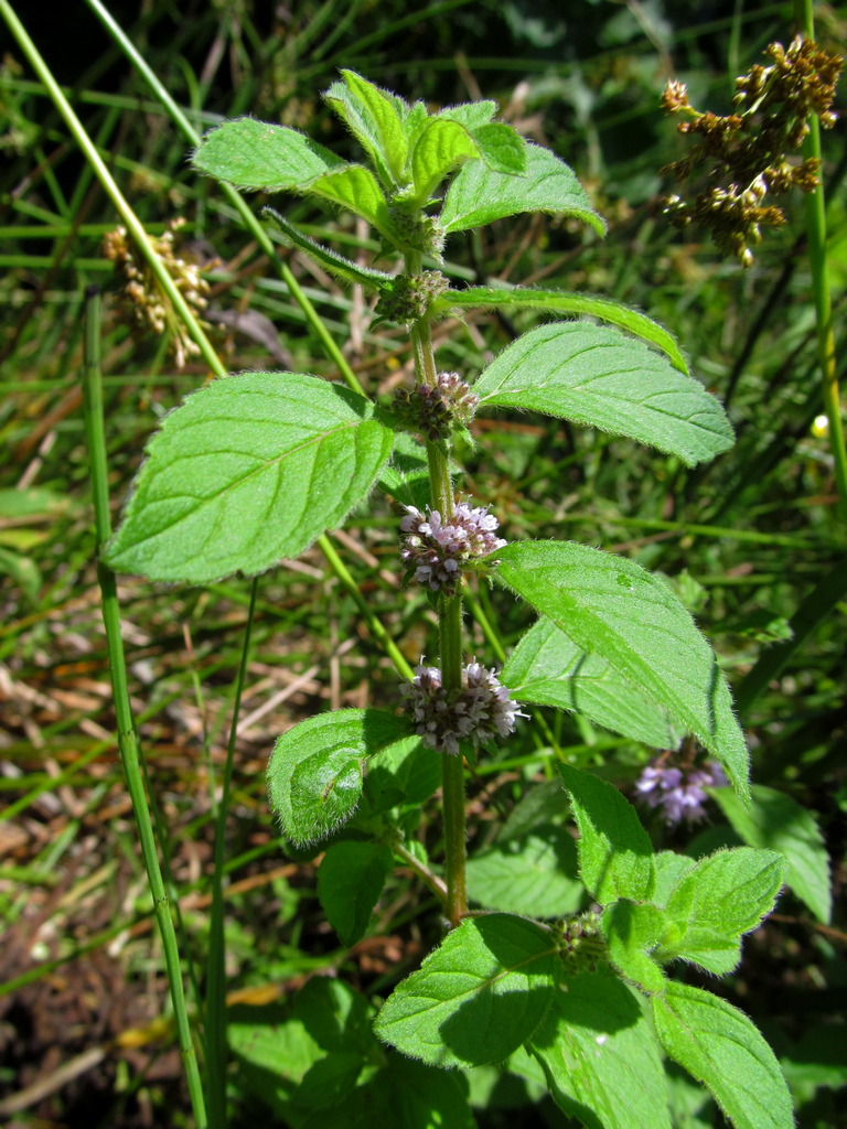 Image of Mentha arvensis specimen.