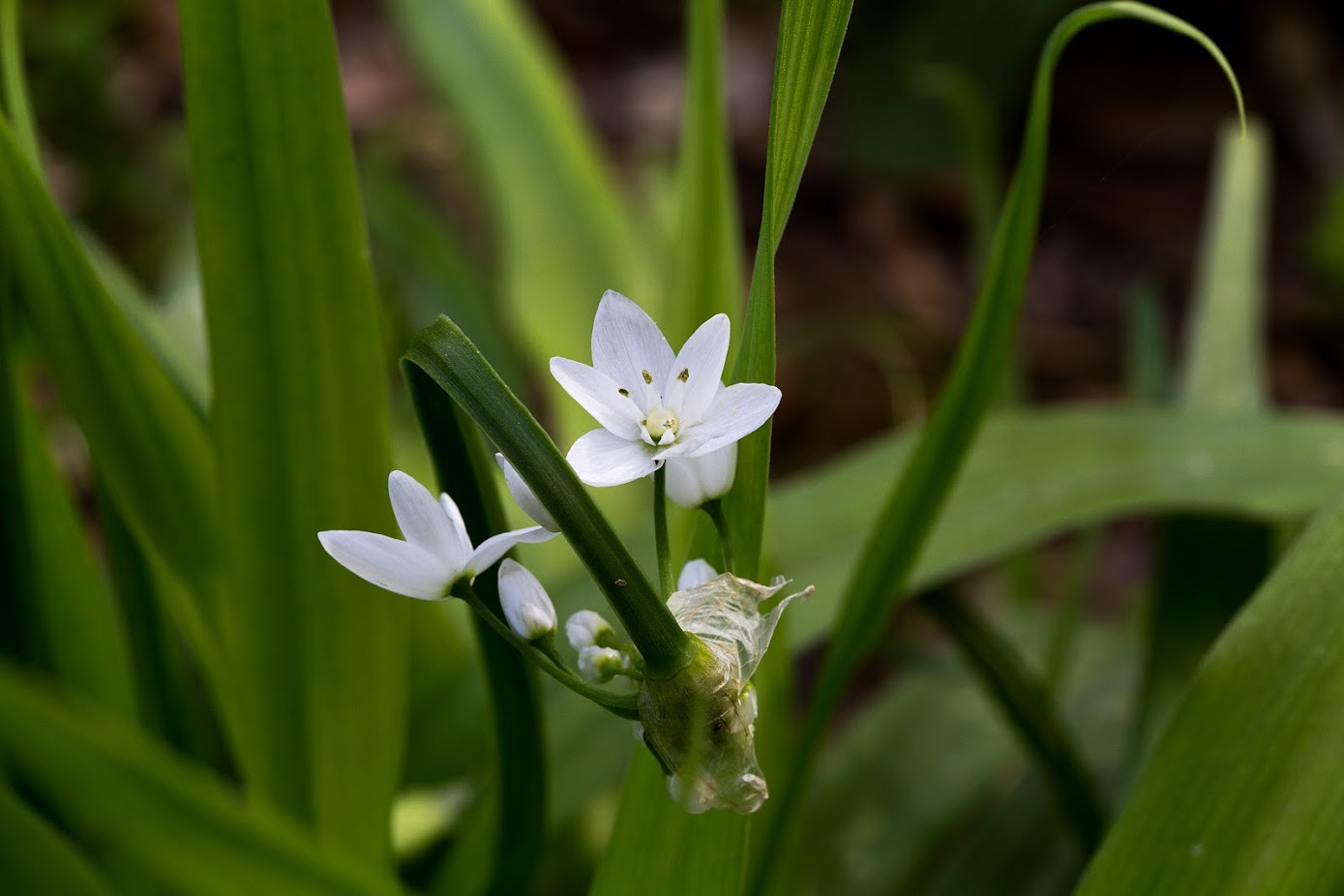 Image of Allium neapolitanum specimen.