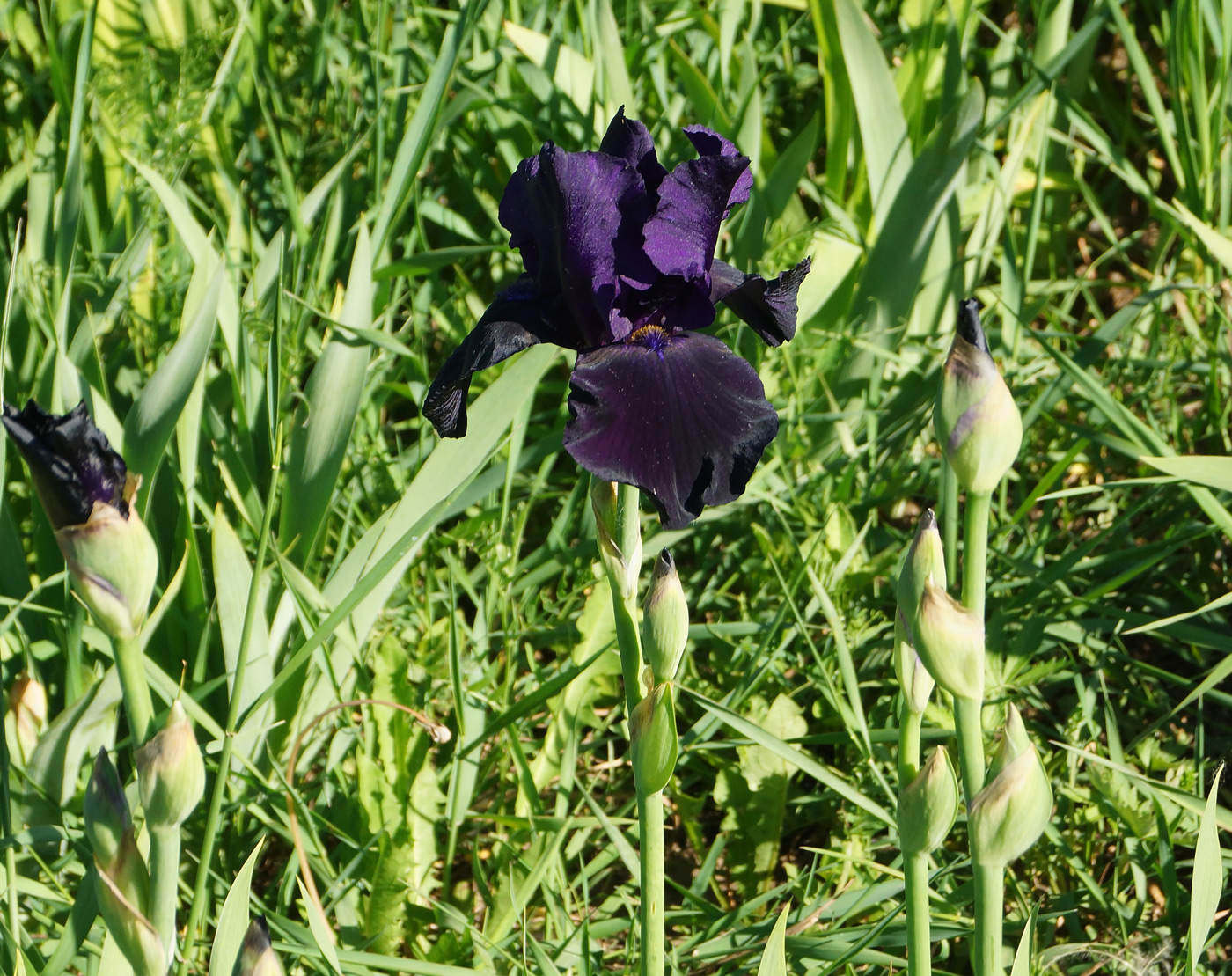 Image of Iris &times; hybrida specimen.