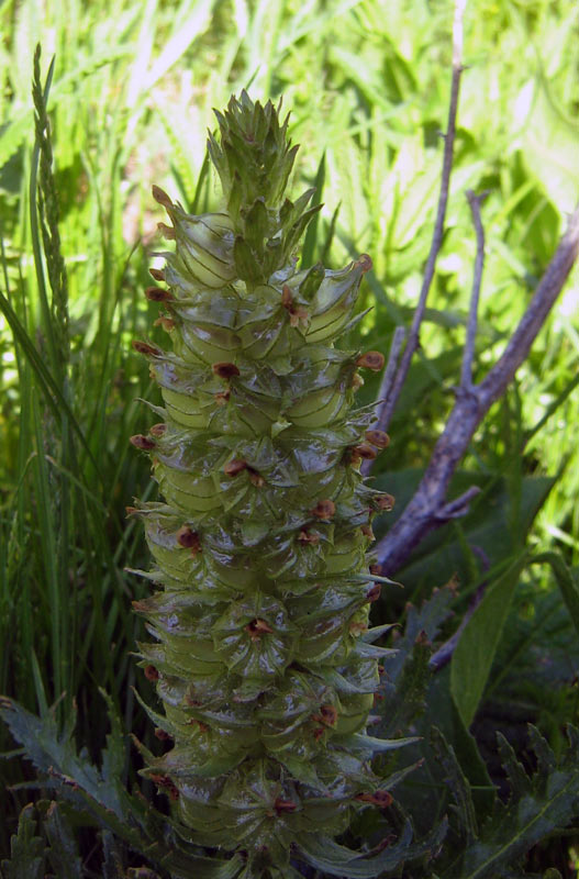 Изображение особи Pedicularis olgae.