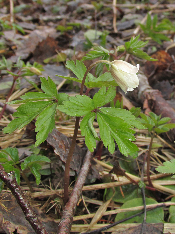 Изображение особи Anemone nemorosa.