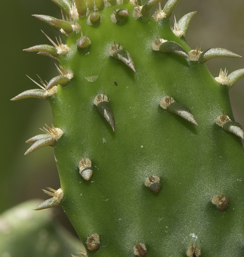 Изображение особи Opuntia cochenillifera.