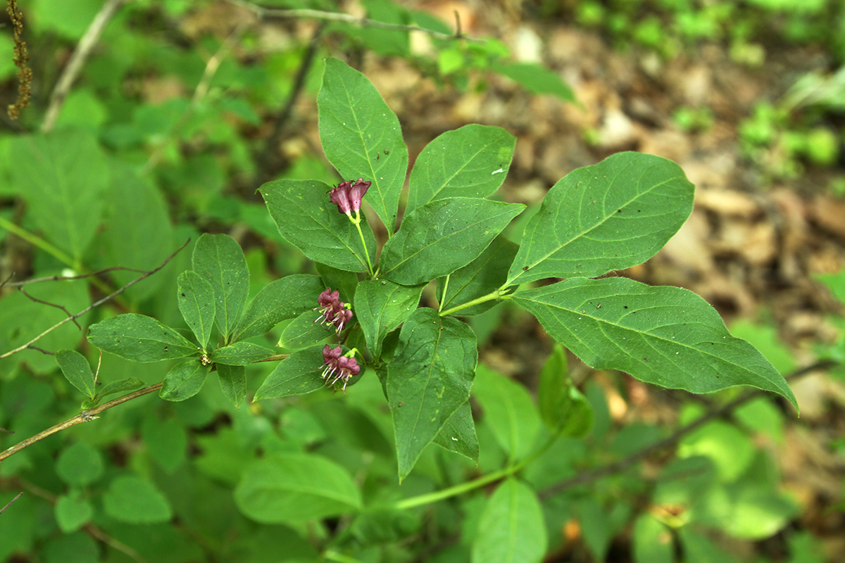 Image of Lonicera maximowiczii specimen.