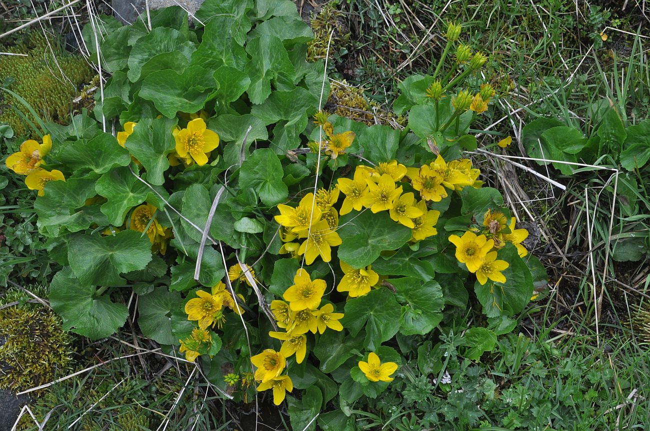 Image of Caltha polypetala specimen.