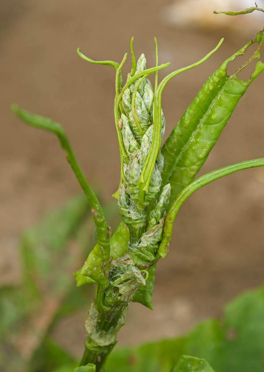 Image of Rumex aquaticus specimen.