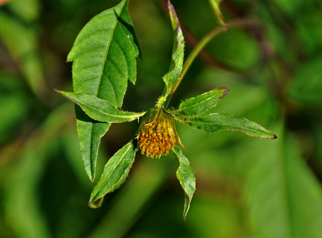 Изображение особи Bidens frondosa.