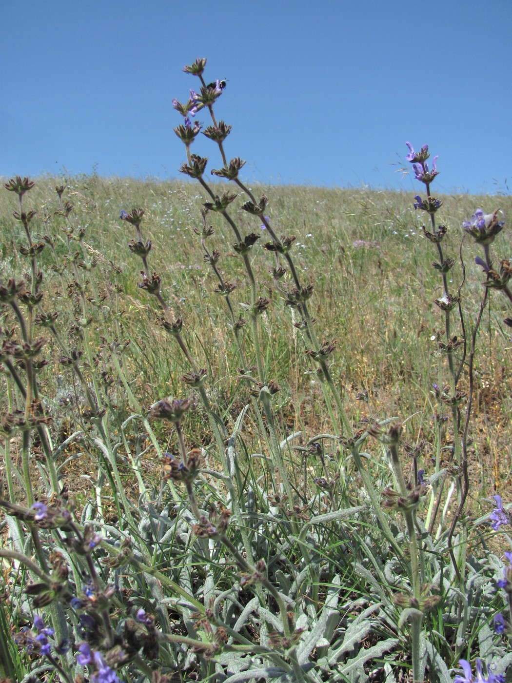 Изображение особи Salvia canescens var. daghestanica.