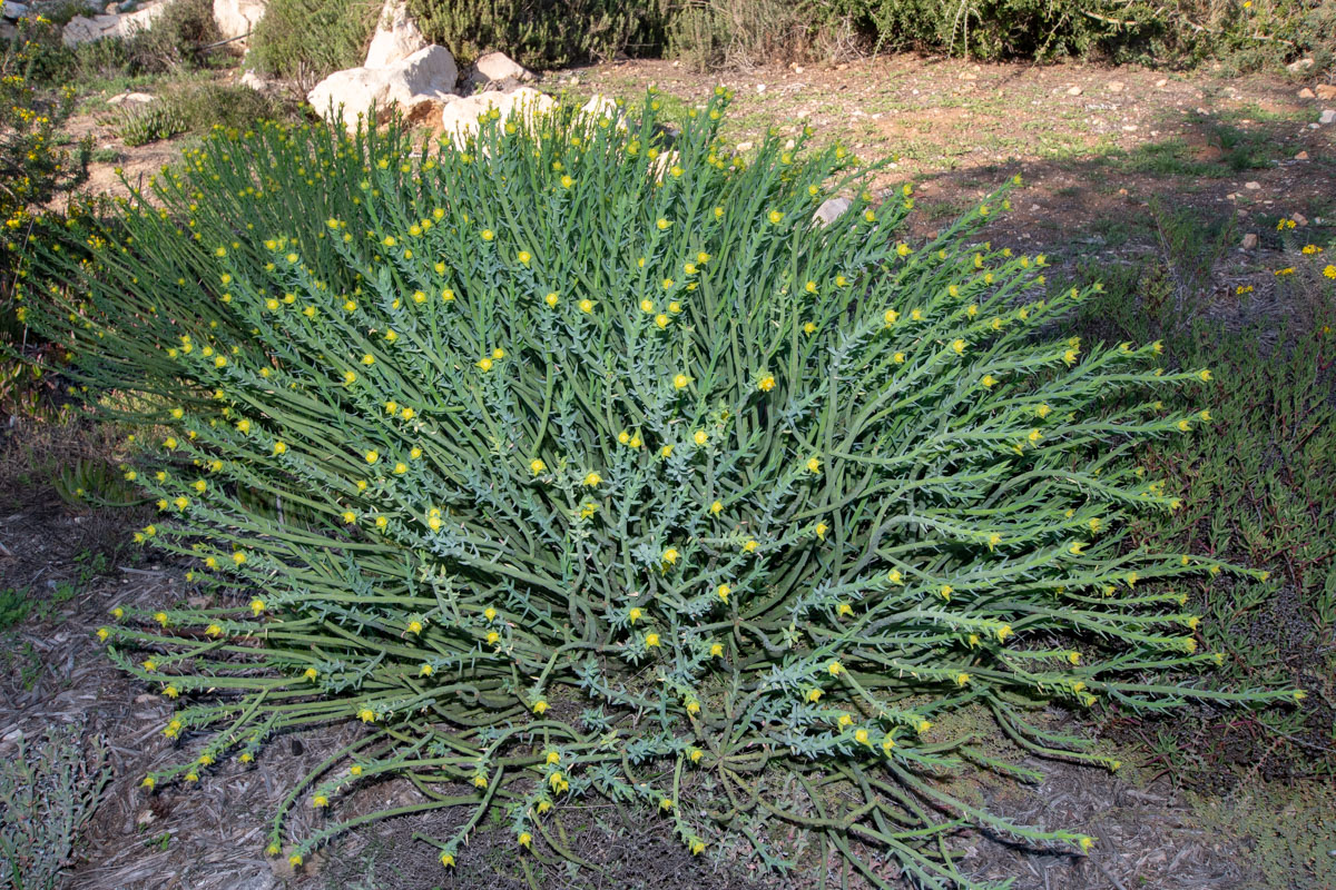 Image of Euphorbia mauritanica specimen.