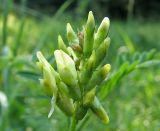 Astragalus cicer