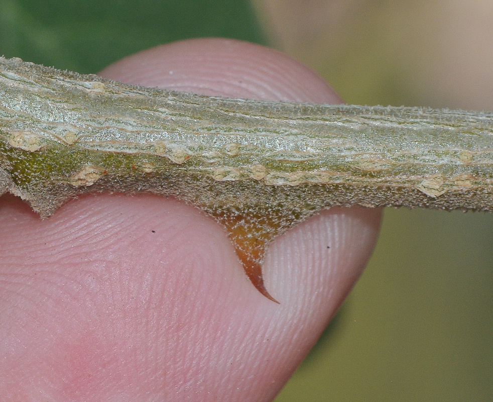 Image of Solanum incanum specimen.