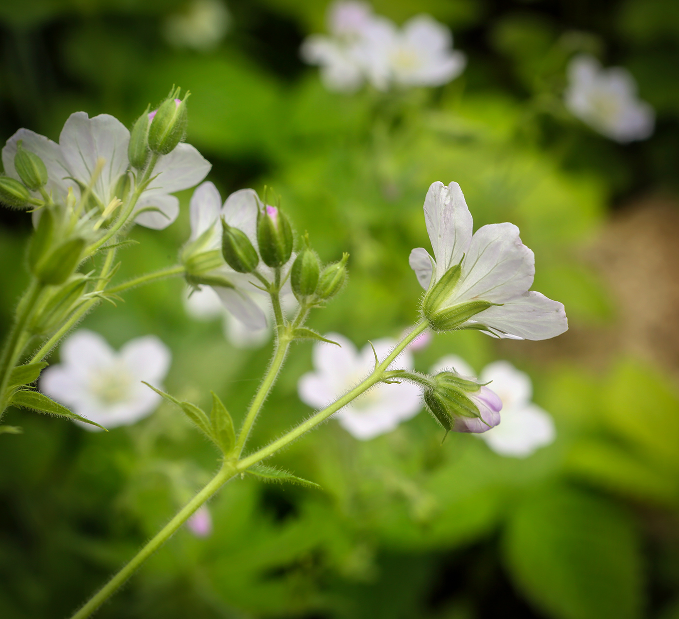 Image of Geranium sylvaticum specimen.