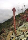 Orobanche grenieri