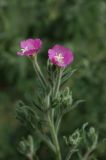 Epilobium villosum