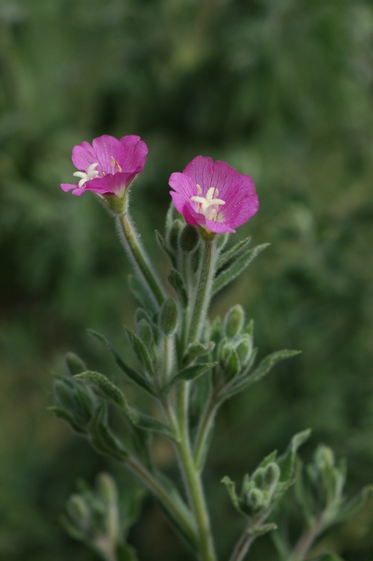 Image of Epilobium villosum specimen.