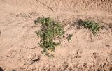 Astragalus boeticus. Плодоносящее растение. Израиль, Шарон, г. Герцлия, старые приморские дюны. 03.04.2019.