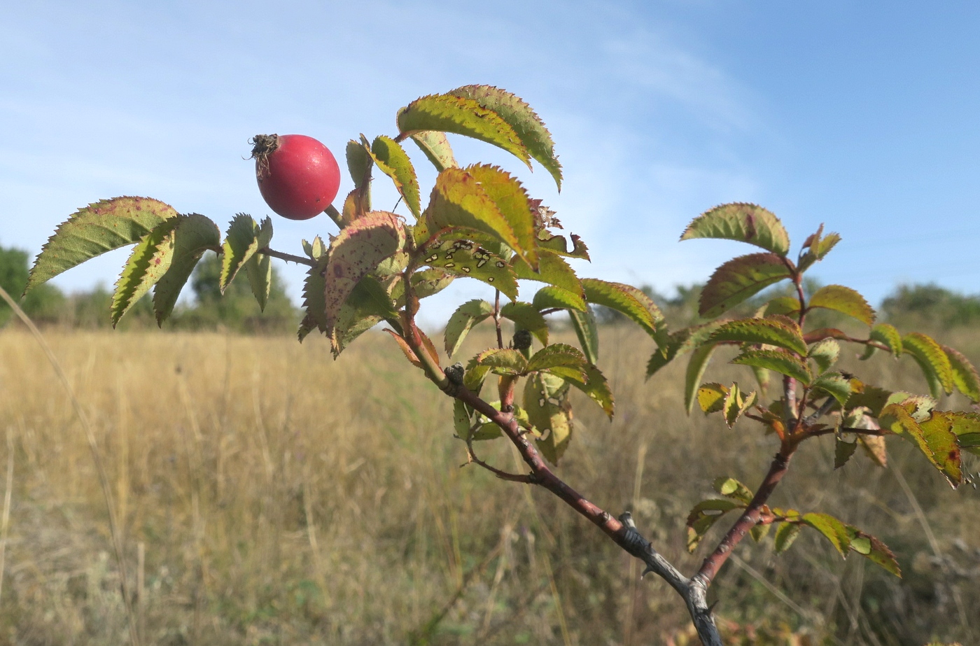 Image of genus Rosa specimen.