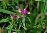 Melampyrum cristatum. Верхушки побегов с соцветиями. Челябинская обл., Кыштымский гор. округ, гора Сугомак, ≈ 600 м н.у.м., луговой склон. 04.08.2019.