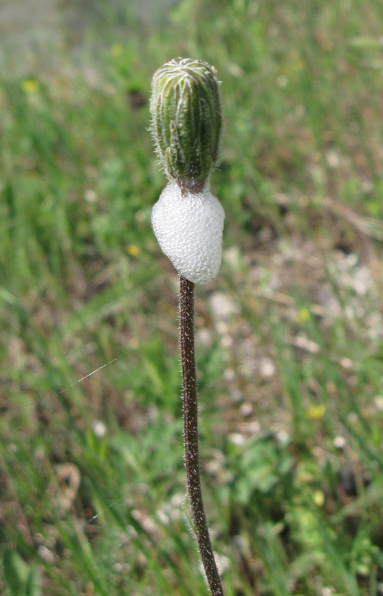 Image of Leontodon biscutellifolius specimen.