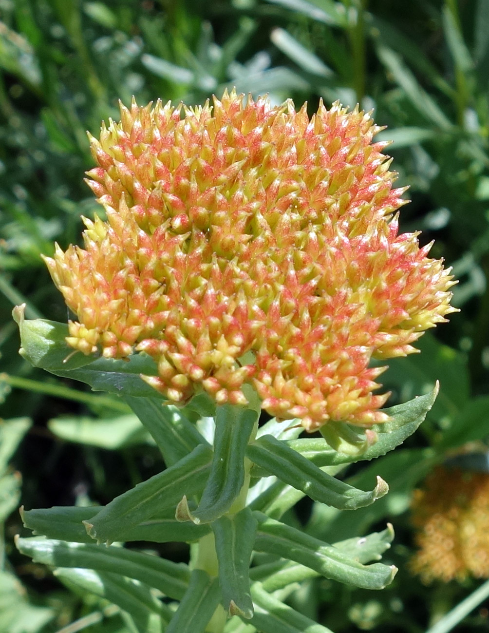 Изображение особи Rhodiola litwinowii.