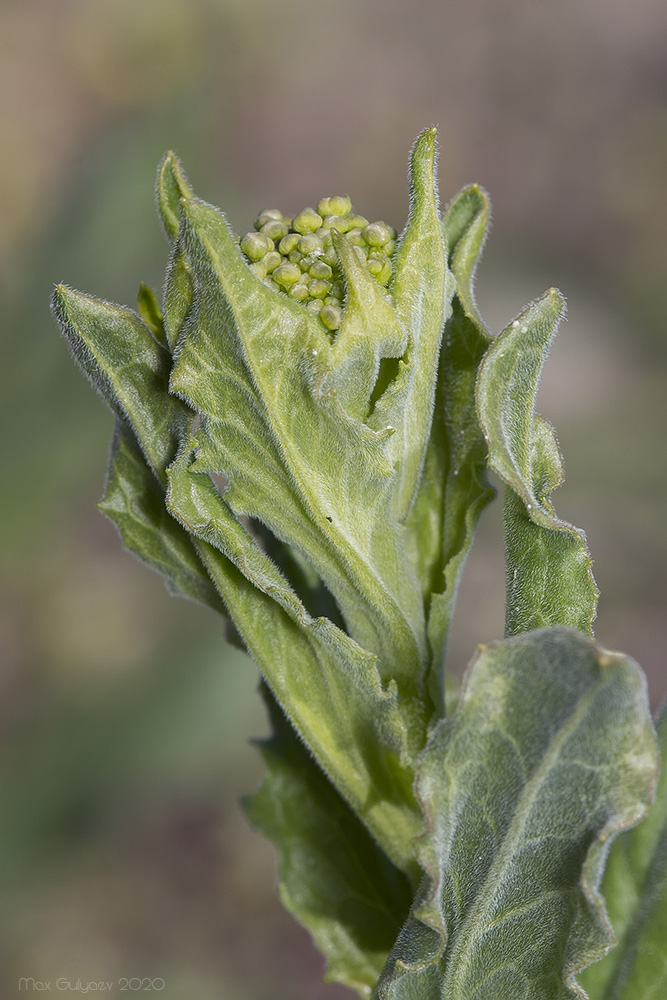 Image of Cardaria draba specimen.