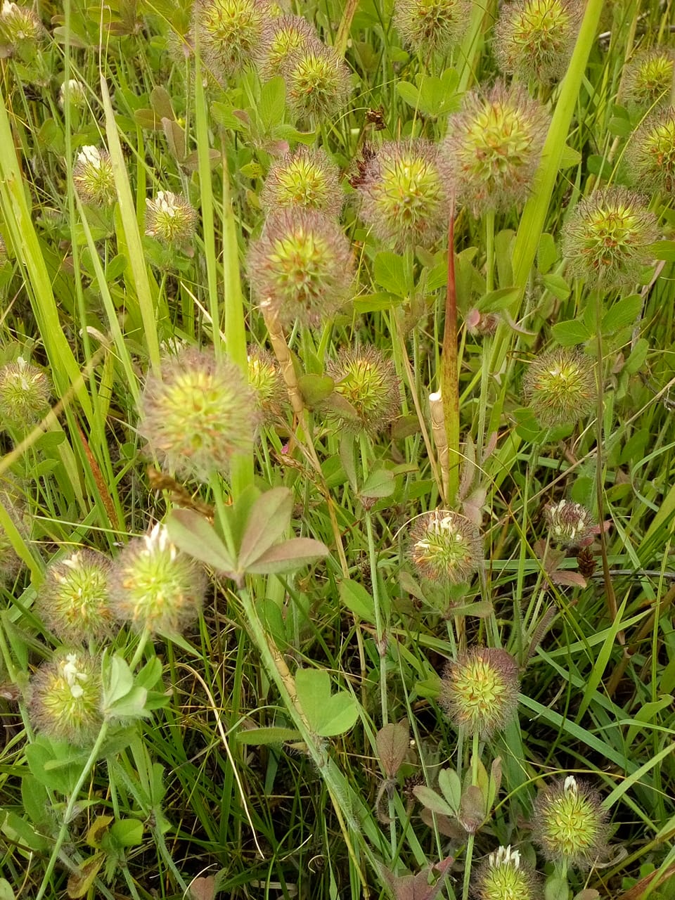 Изображение особи род Trifolium.