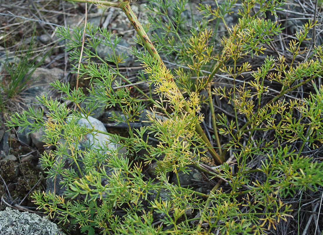 Image of Prangos ledebourii specimen.