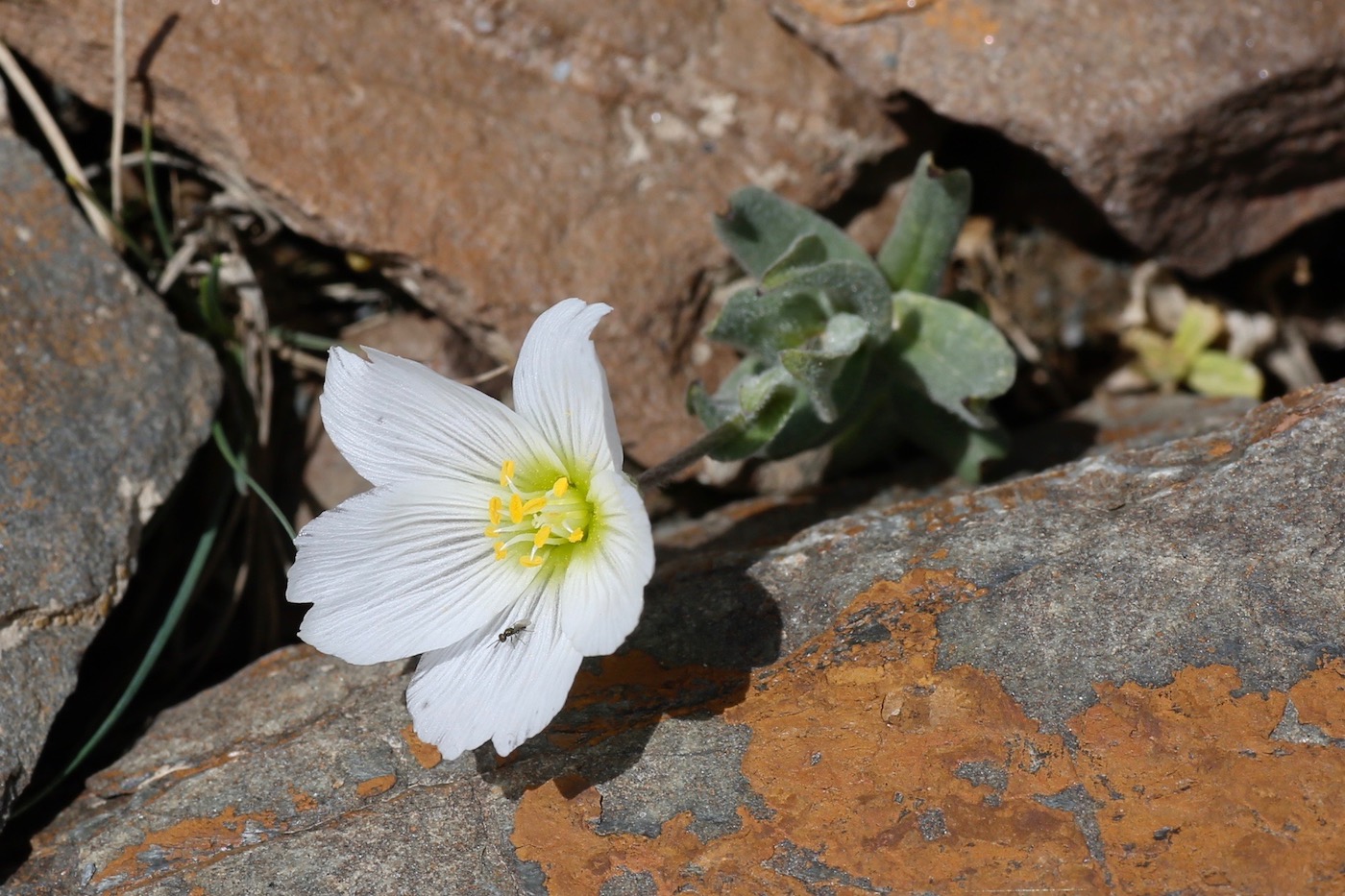 Image of Cerastium lithospermifolium specimen.