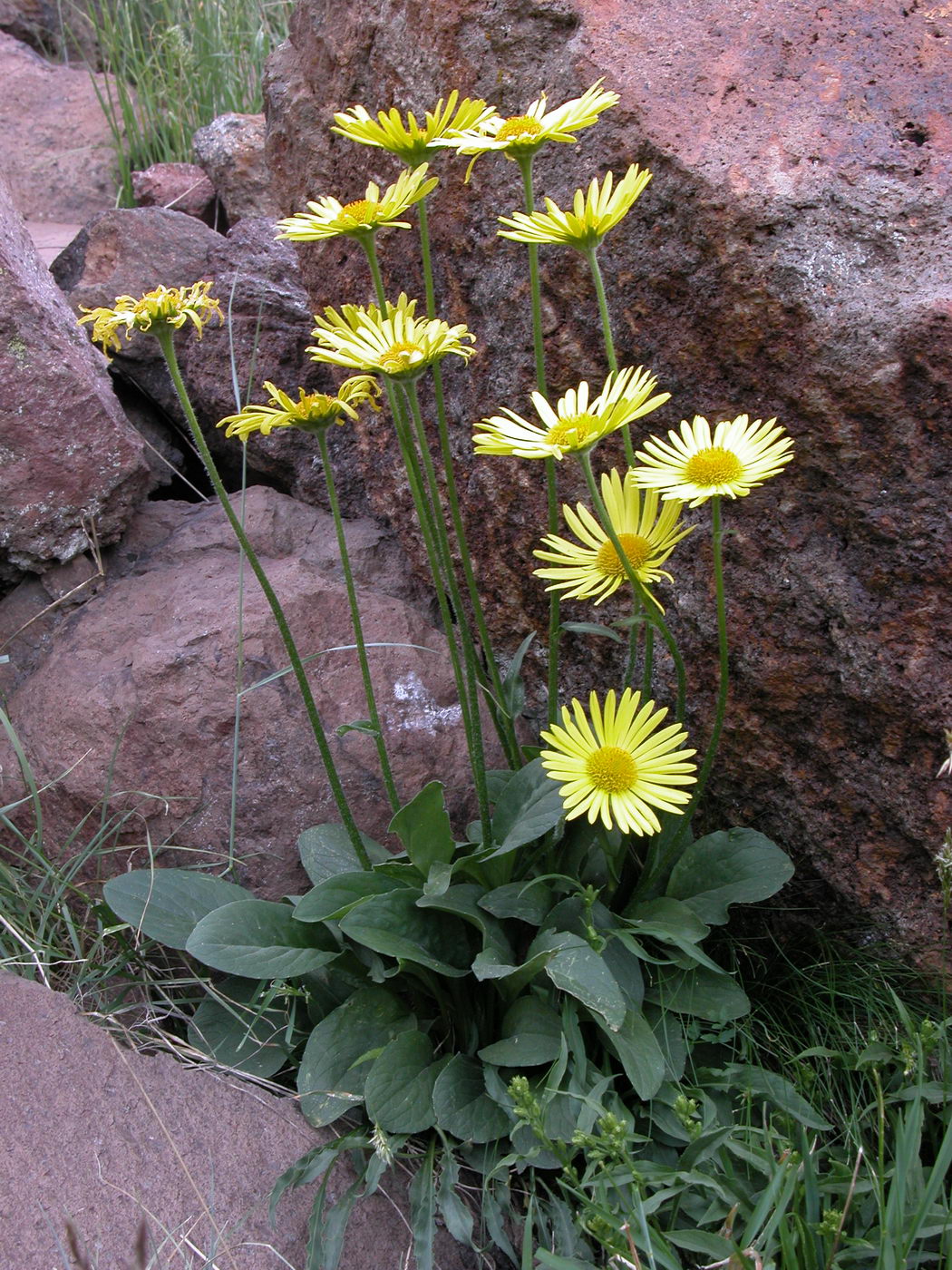 Изображение особи Doronicum oblongifolium.