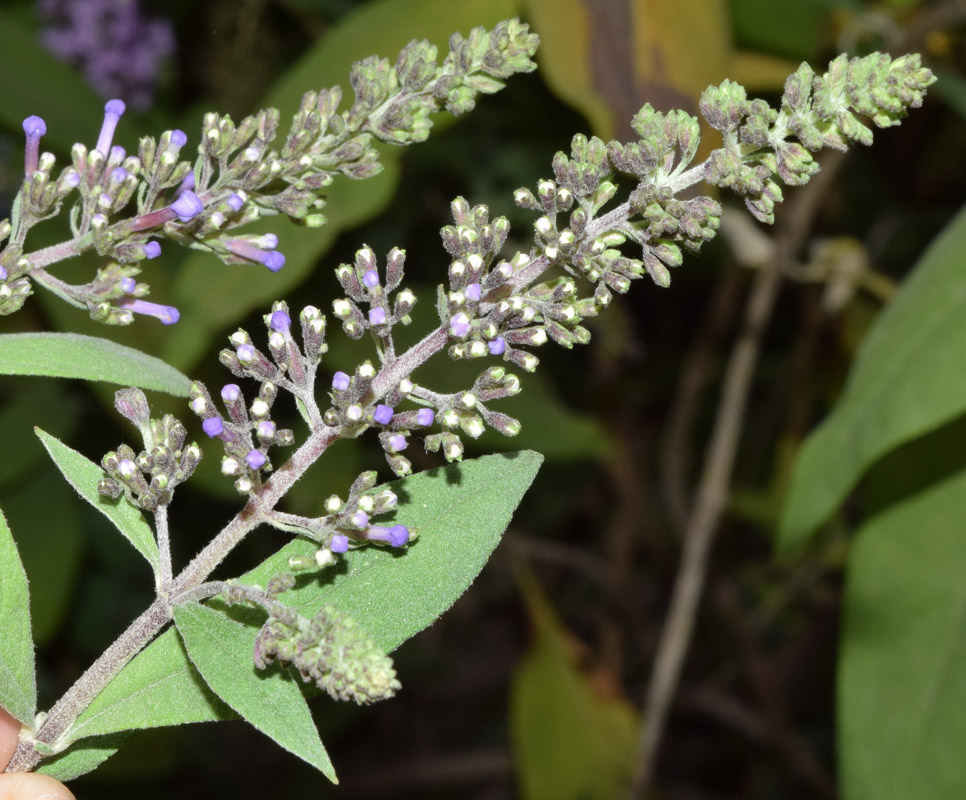 Image of Buddleja davidii specimen.