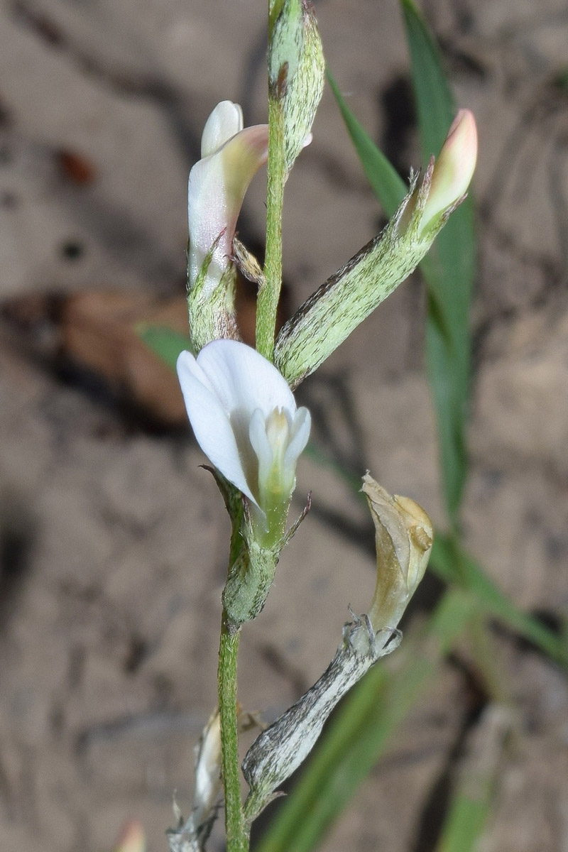 Изображение особи Astragalus angreni.